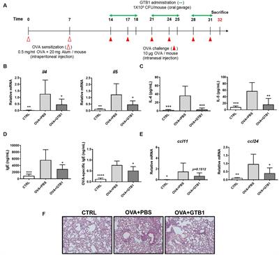 Lactiplantibacillusplantarum APsulloc331261 (GTB1™) promotes butyrate production to suppress mucin hypersecretion in a murine allergic airway inflammation model